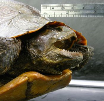 Media type: image; Herpetology R-16778